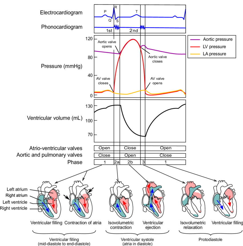 850x862 cardiac cycle - Cardiac Cycle Drawing