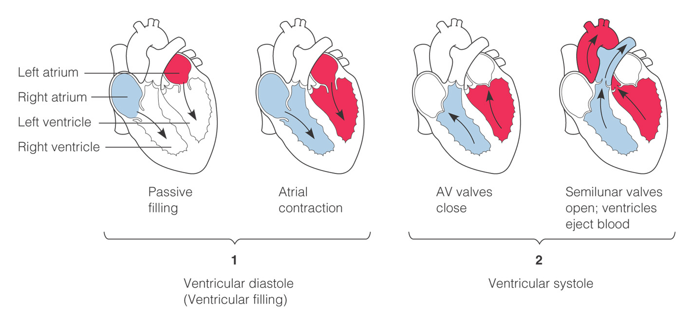 Пассивное наполнение сердца кровью фаза сердечного. Cardiac Cycle. Сердечный цикл на английском. Фазы сердечного цикла систола и диастола. Механизм сердечных сокращений, сердечный цикл.