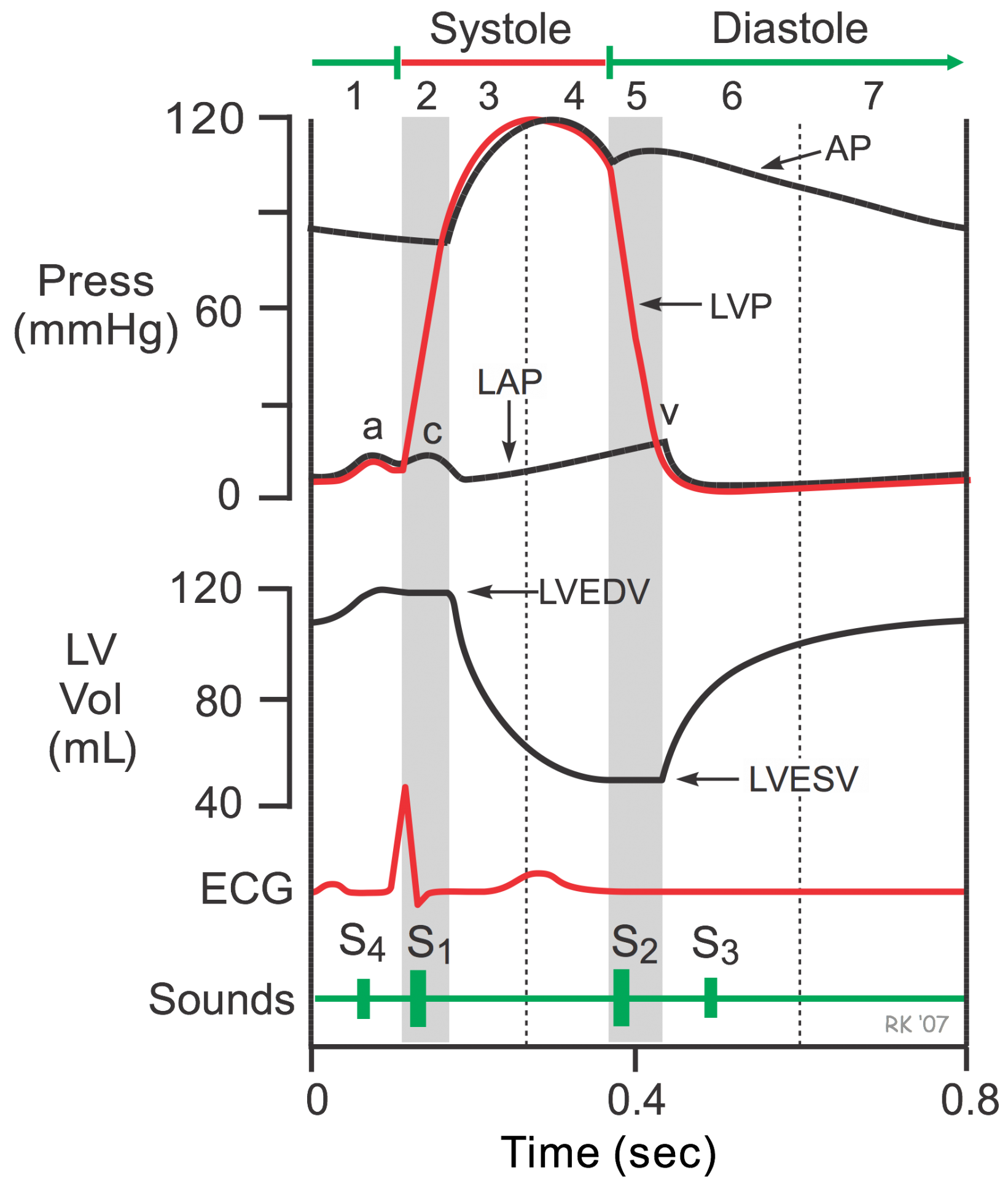 1641x1920 cv physiology cardiac cycle - Cardiac Cycle Drawing