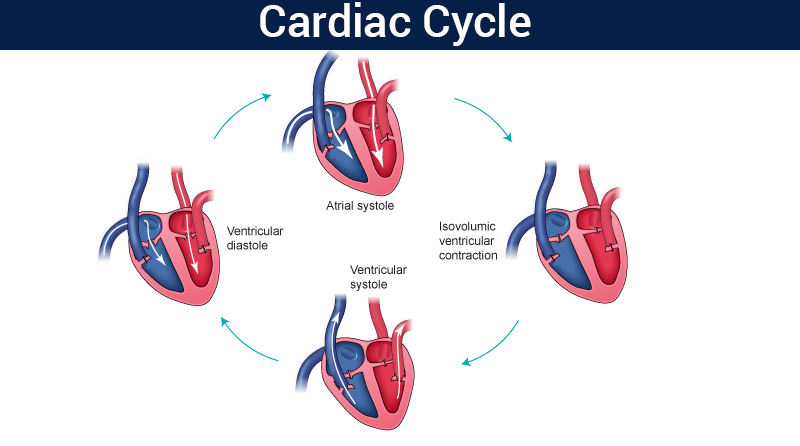 800x446 cardiac cycle - Cardiac Cycle Drawing