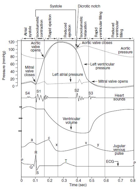 447x606 cardiac cycle - Cardiac Cycle Drawing