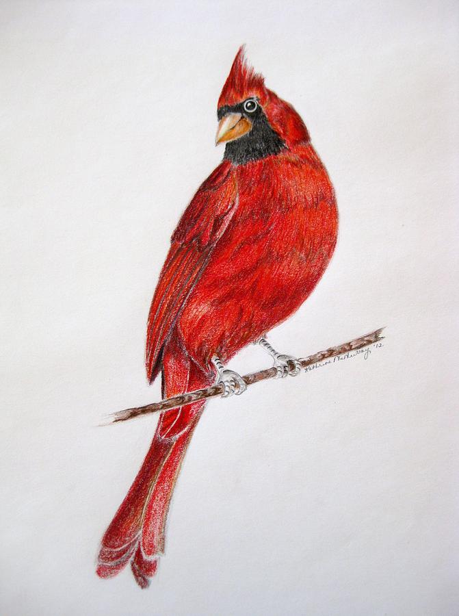 671x900 happy cardinal drawing - Cardinal Bird Drawing