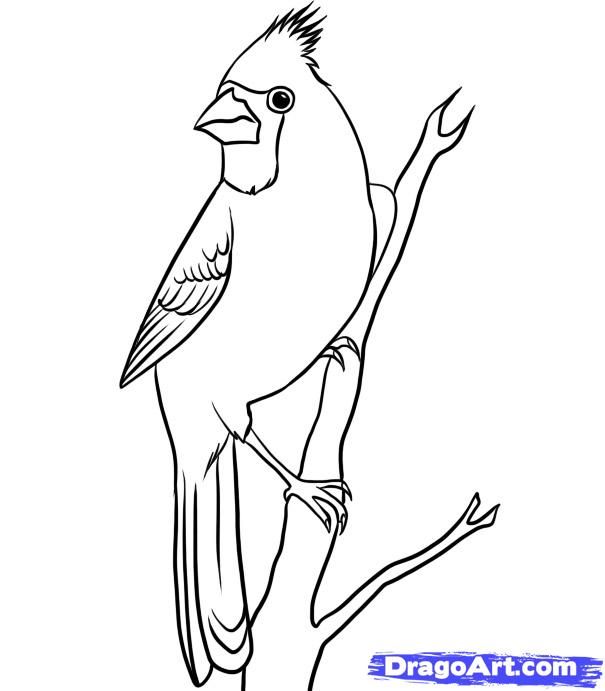 605x691 how to draw a cardinal, step - Cardinal Bird Drawing