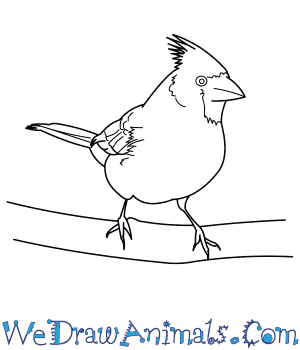 300x350 how to draw a northern cardinal - Cardinal Bird Drawing
