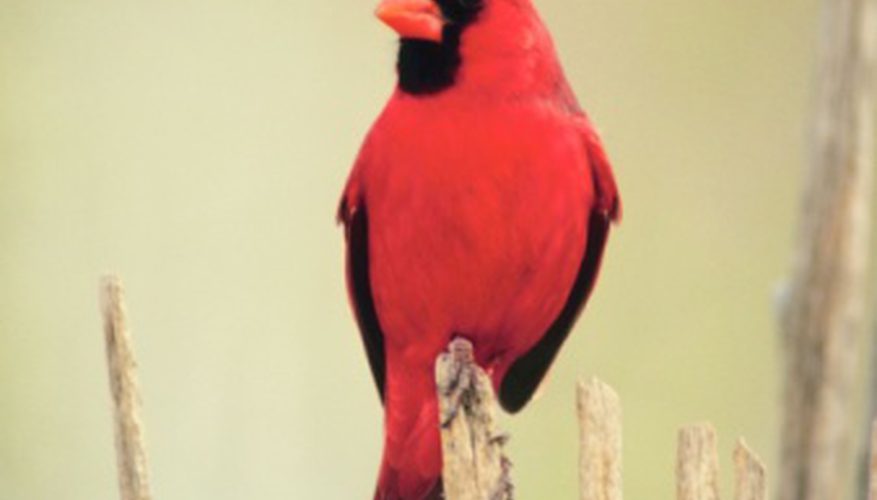877x500 how to draw a red cardinal bird our pastimes - Cardinal Bird Drawing