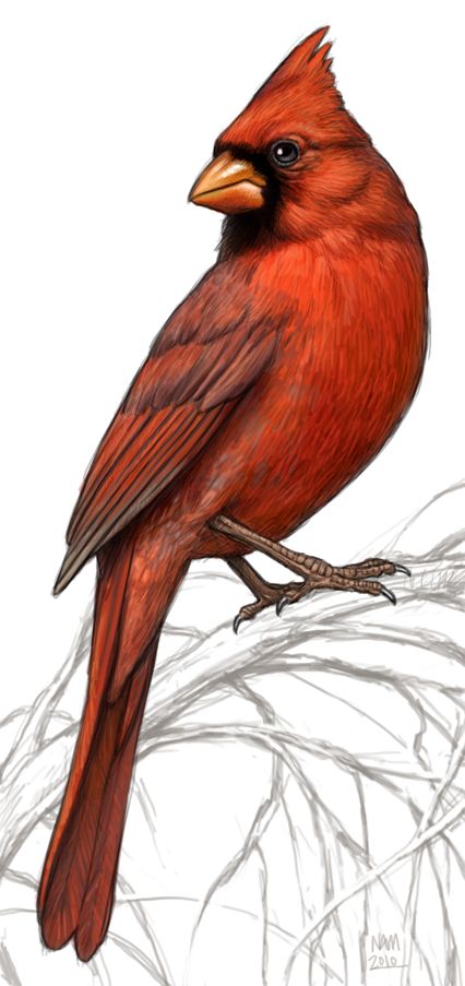426x903 I Would Love This With A Sunflower For My Uncle Josh - Cardinal Bird Drawing