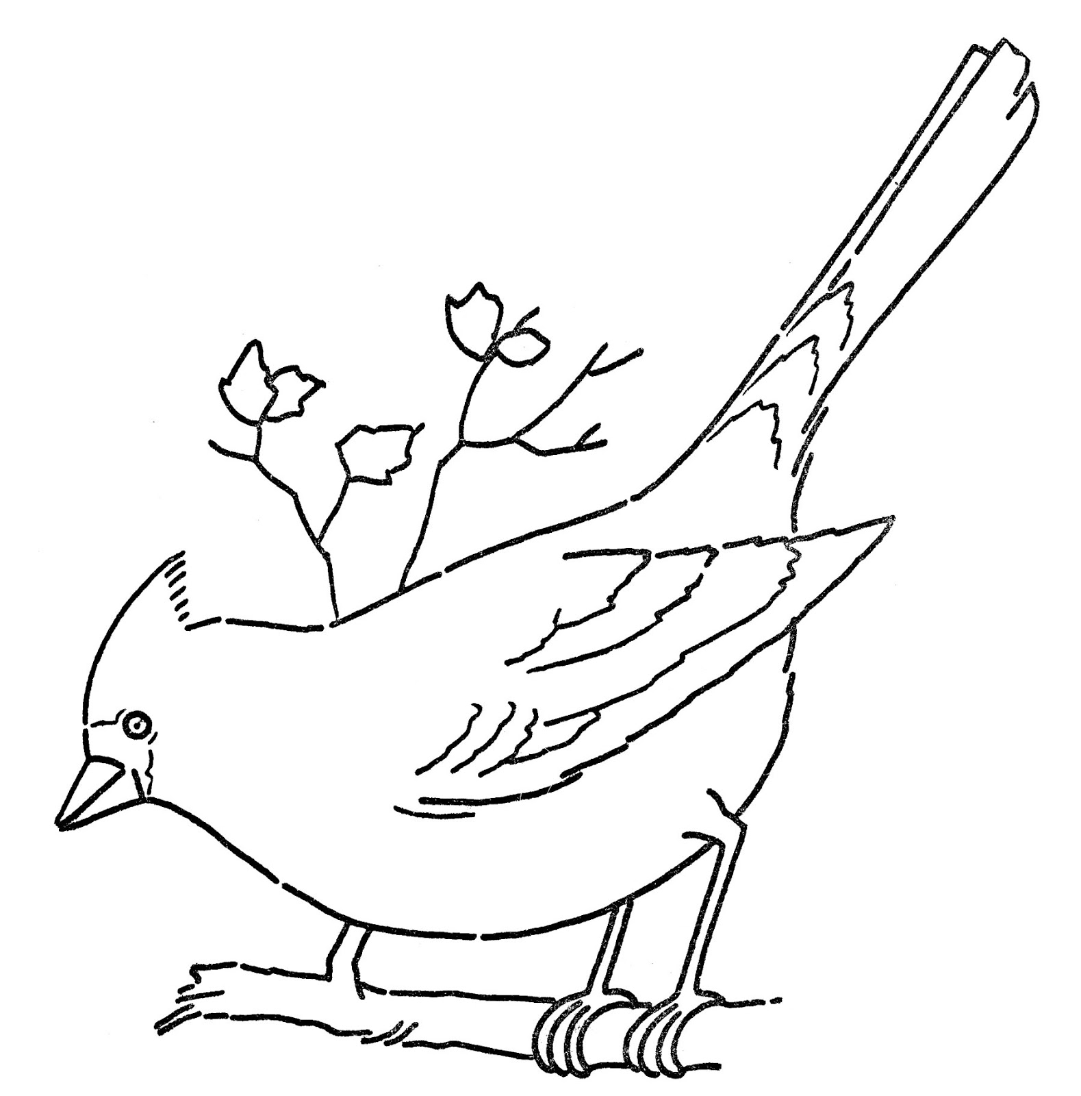 1579x1600 Line Art - Cardinal Bird Drawing