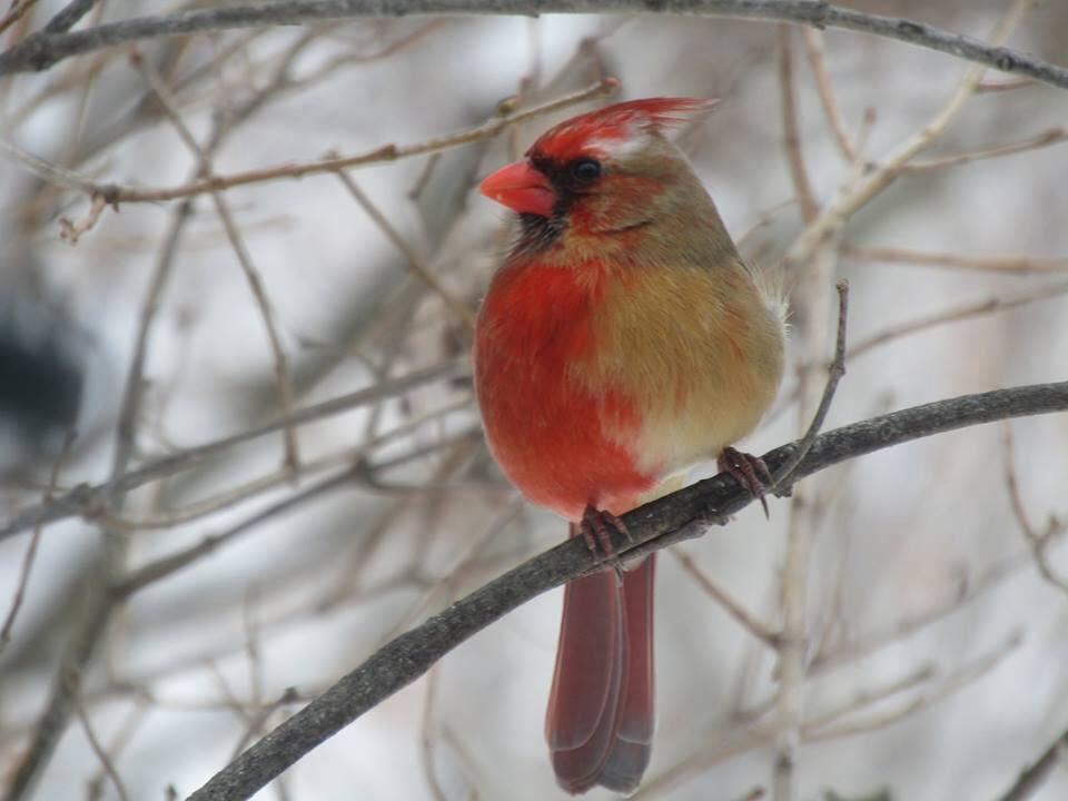 960x720 unusual cardinal is cool, but it's not drawing a crowd - Cardinal Bird Drawing