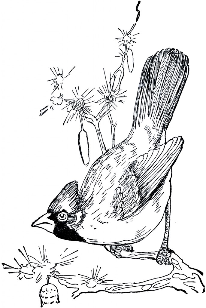 686x1024 vintage cardinal drawing - Cardinal Bird Drawing