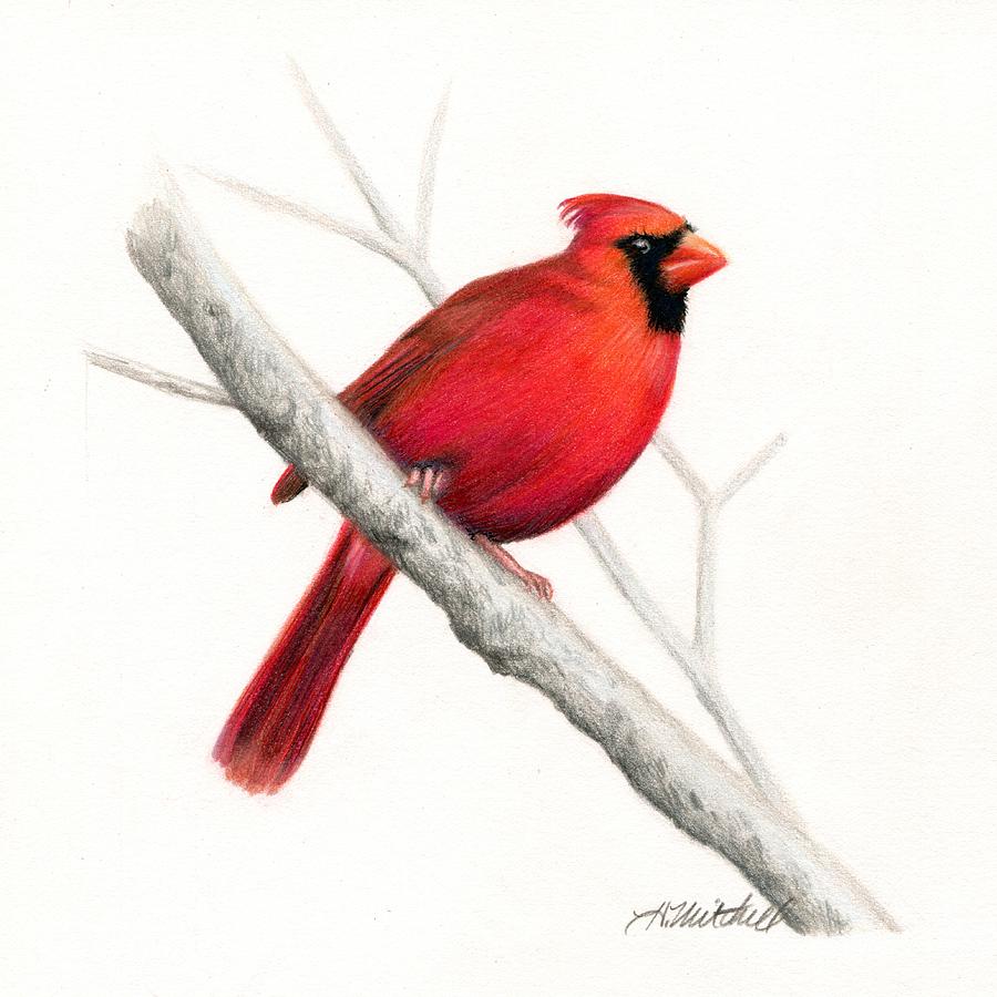 900x900 winter cardinal bird drawing - Cardinal Bird Drawing