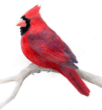 360x386 birds eye christmas holly birds branches drawing find similar images - Cardinal Bird Drawing