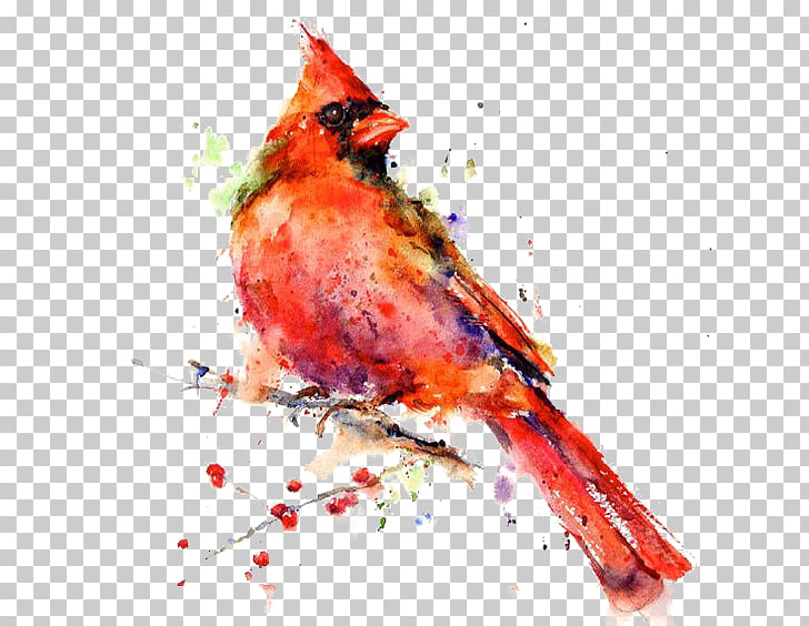 728x564 bird st louis cardinals northern cardinal drawing red eagle - Cardinal Bird Drawing