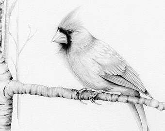 340x270 cardinal drawing etsy - Cardinal Bird Drawing