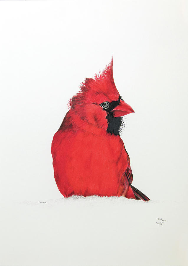 637x900 cardinal drawing - Cardinal Drawing