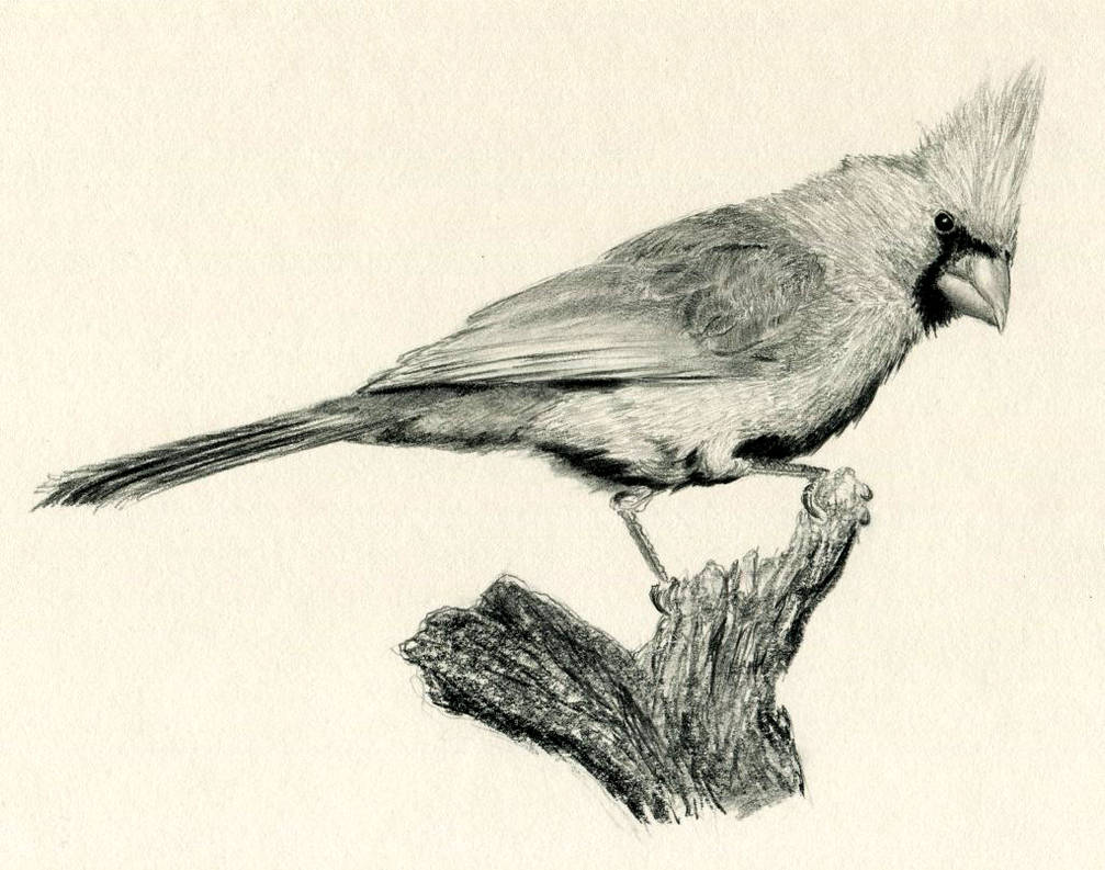 1007x793 cardinal drawing - Cardinal Drawing