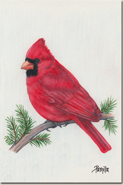408x608 cardinal drawing - Cardinal Drawing