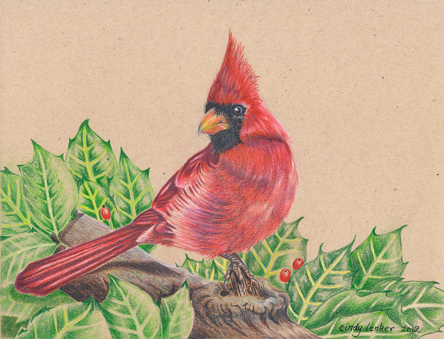 900x687 Christmas Cardinal Drawing - Cardinal Drawing