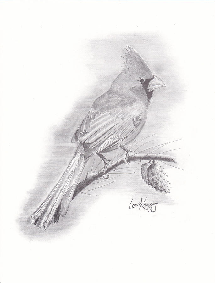 684x900 Christmas Cardinal Drawing - Cardinal Drawing