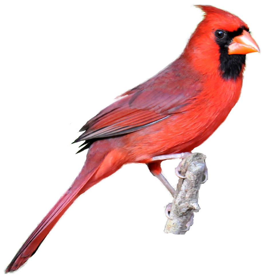 930x965 Collection Of Free Cardinal Drawing Red Download On Ui Ex - Cardinal Drawing