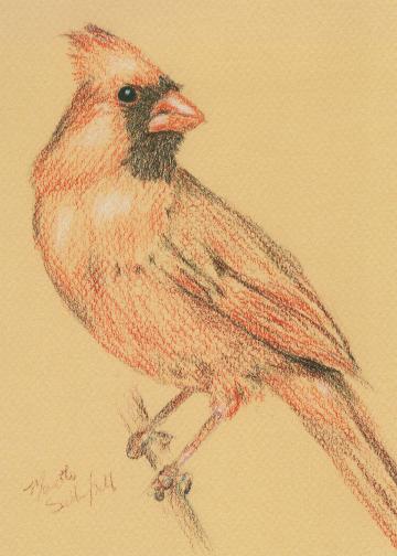 360x504 drawings! cardinals! in colored pencil! - Cardinal Drawing