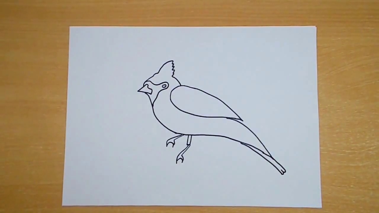 1280x720 How To Draw A Birds Northern Cardinal Easy Step - Cardinal Drawing
