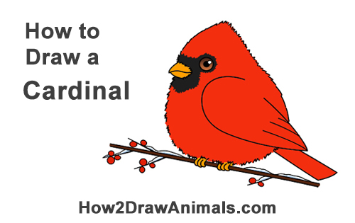 500x315 How To Draw A Cardinal - Cardinal Drawing
