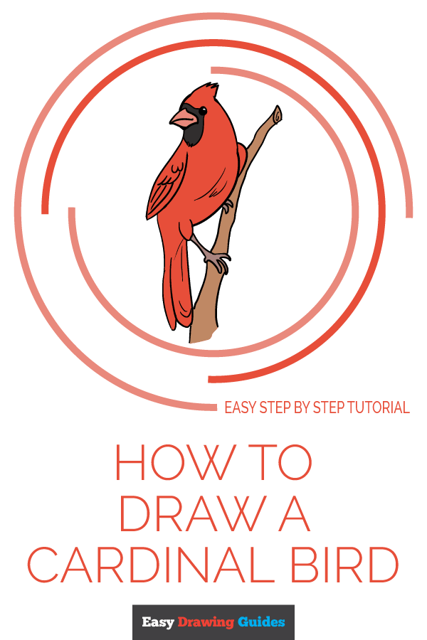 600x900 How To Draw A Cardinal Bird - Cardinal Drawing