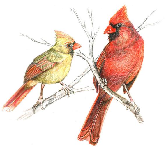570x504 pair of cardinals original colored pencil drawing bird gift etsy - Cardinal Drawing
