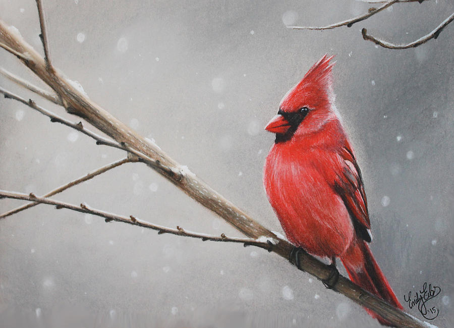 900x650 Winter Cardinal Drawing - Cardinal Drawing