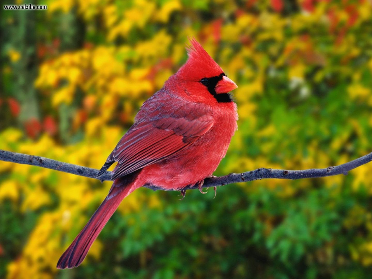 1440x1080 cardinal drawing flying hd wallpaper, background images - Cardinal Drawing