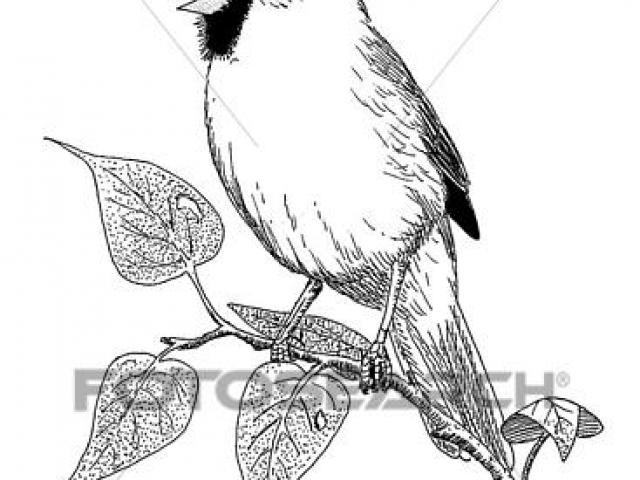 640x480 Cardinal Clipart Line Drawing - Cardinal Line Drawing