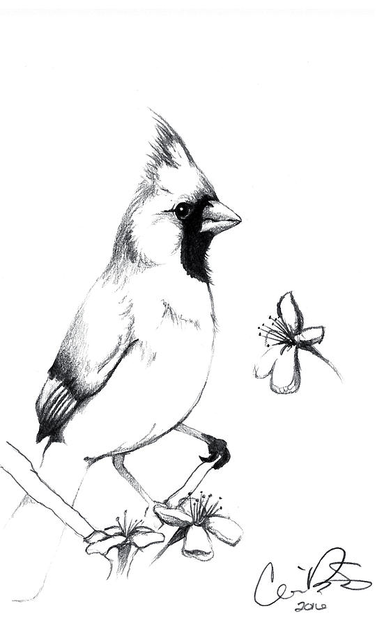 Cardinal Line Drawing at Explore collection of