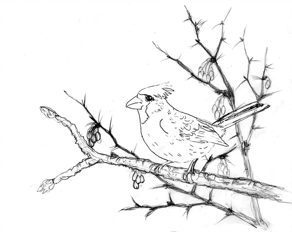 1003x797 Cardinal Line Drawing - Cardinal Line Drawing