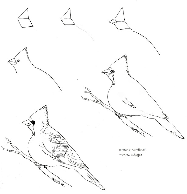 615x640 Cardinal Line Drawing - Cardinal Line Drawing