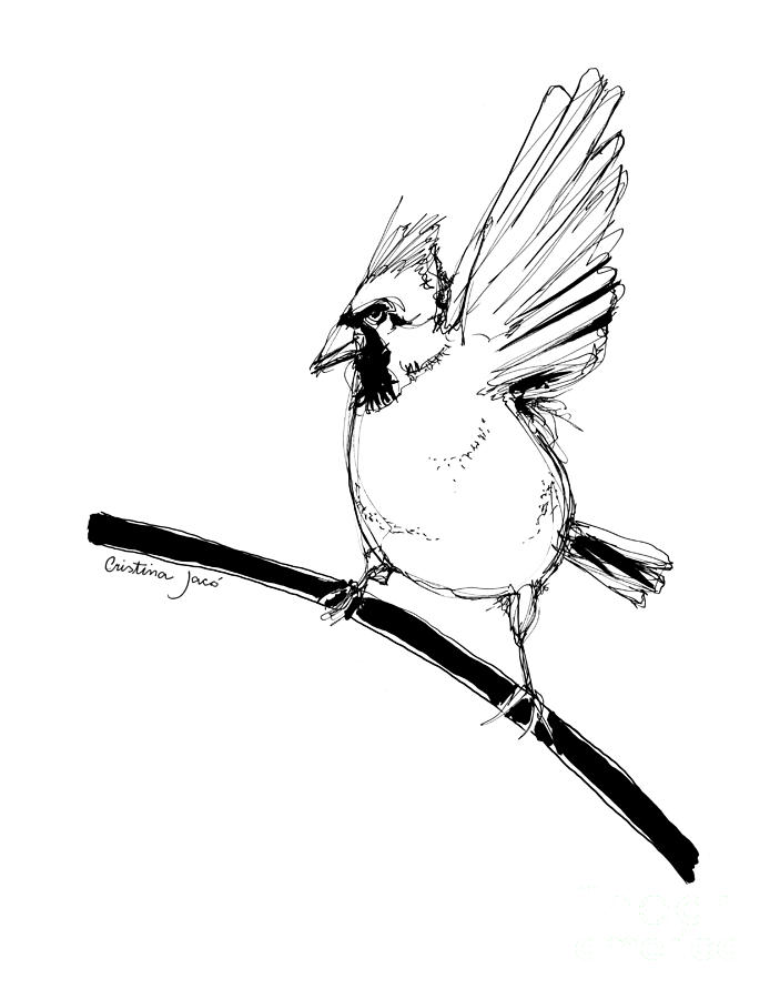 703x900 Cardinal Pen Drawing Drawing - Cardinal Line Drawing