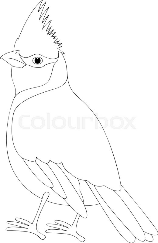 520x800 Cardinal Bird Vector Illustration Stock Vector Colourbox - Cardinal Line Drawing