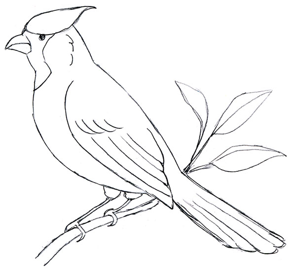 600x551 Gallery Easy To Draw Cardinal - Cardinal Line Drawing