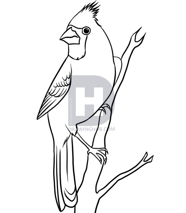 605x691 How To Draw A Cardinal, Step - Cardinal Line Drawing