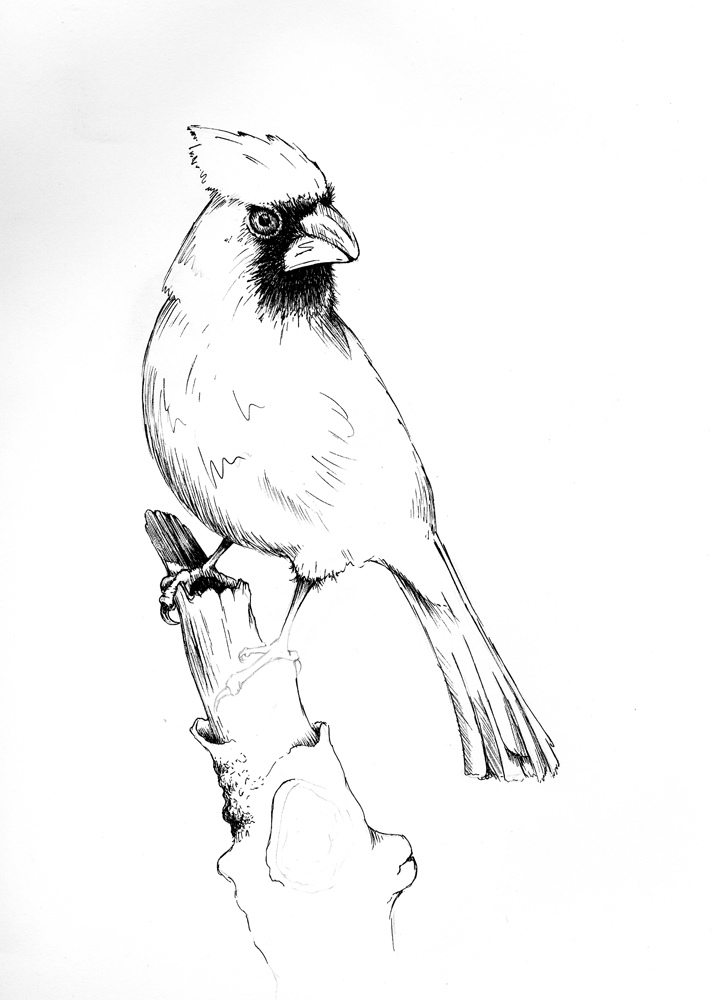 Cardinal Line Drawing at Explore collection of