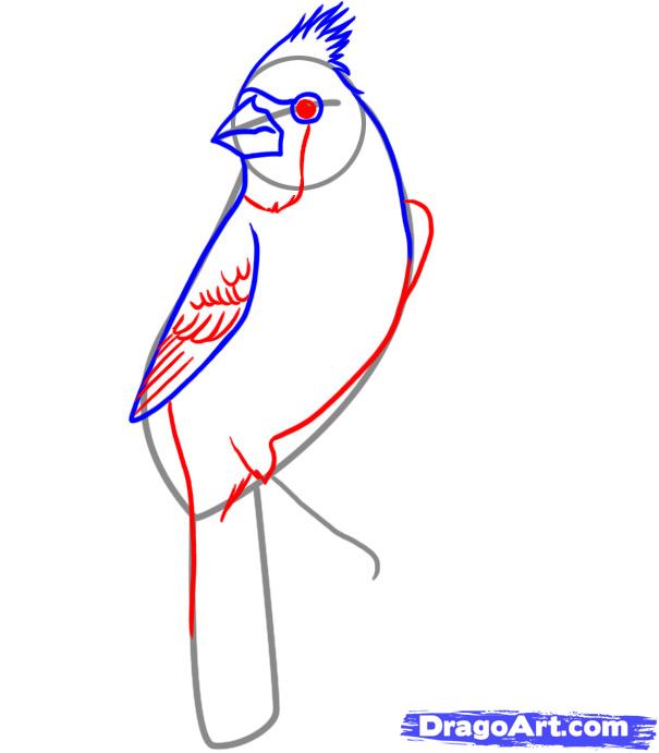 605x691 How To Draw A Cardinal, Step - Cardinal Line Drawing