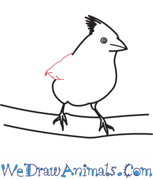 300x350 How To Draw A Northern Cardinal - Cardinal Line Drawing