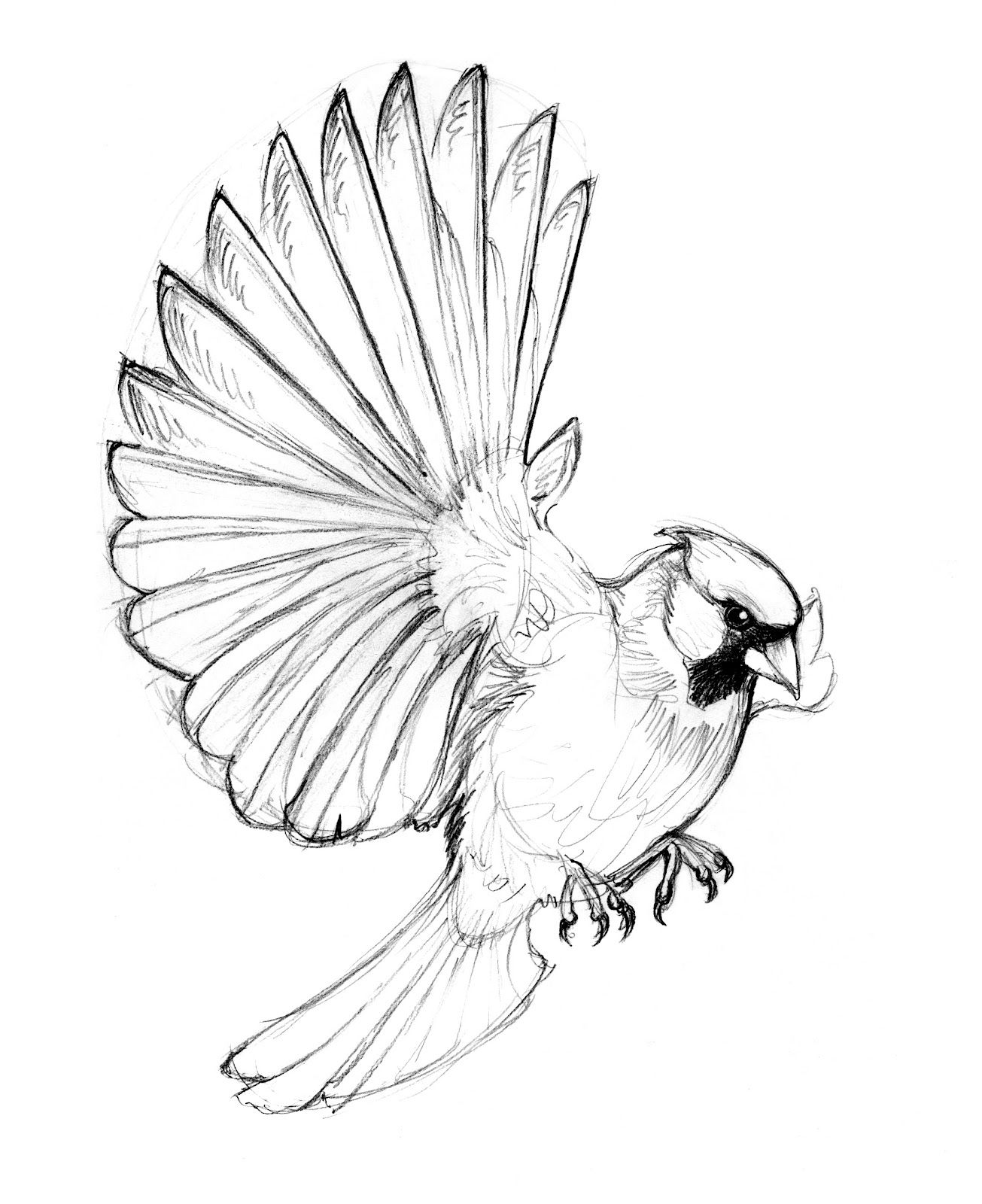 1305x1600 Image Result For Drawings Of Birds Flying Tattoospiercing - Cardinal Line Drawing