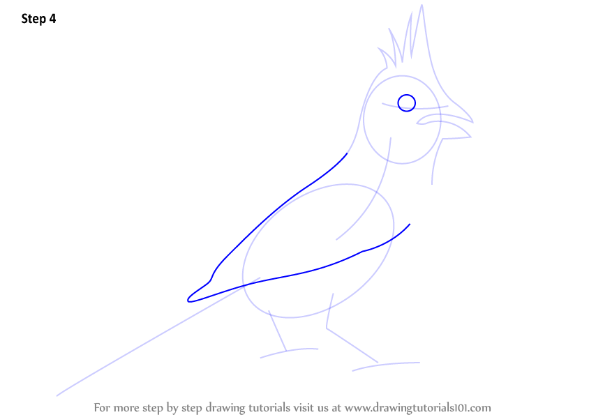 844x598 Learn How To Draw A Northern Cardinal - Cardinal Line Drawing