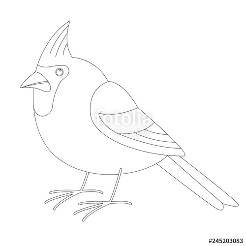 500x500 Cardinal Bird,vector Illustration,lining Draw Profile Stock - Cardinal Line Drawing