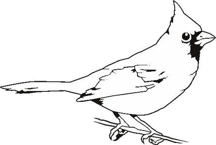 445x300 Cardinal Clipart Black And White - Cardinal Line Drawing