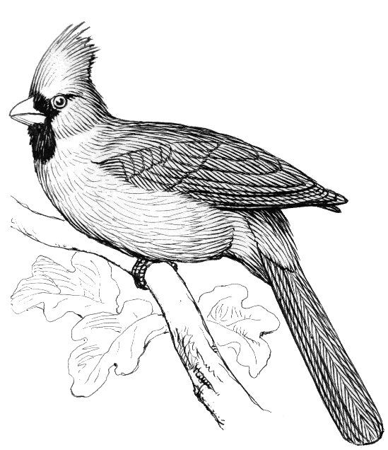 549x636 Cardinal Line Drawing - Cardinal Line Drawing
