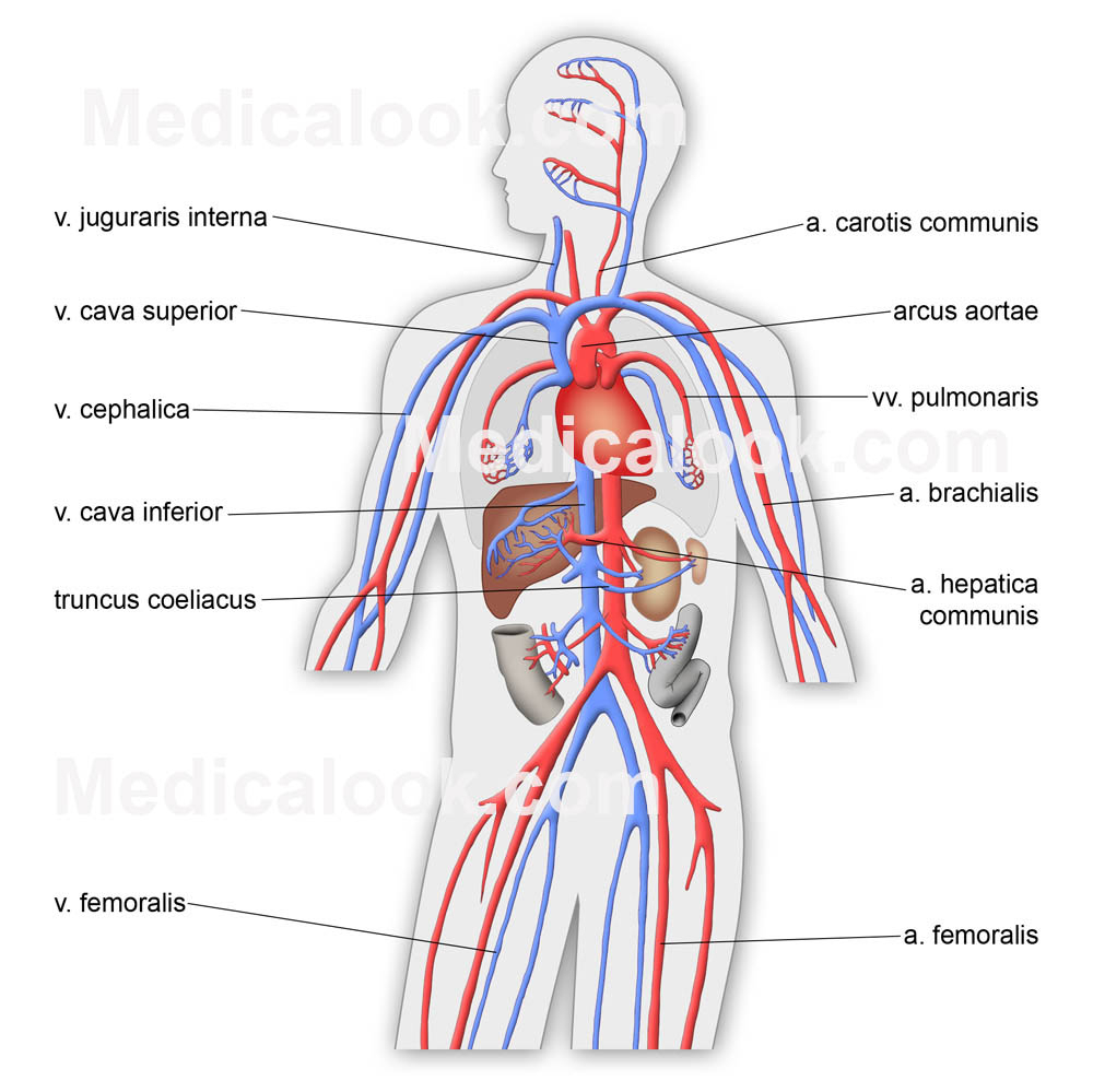 1000x999 cardiovascular or circulatory system cardiovascular system drawing - Cardiovascular System Drawing
