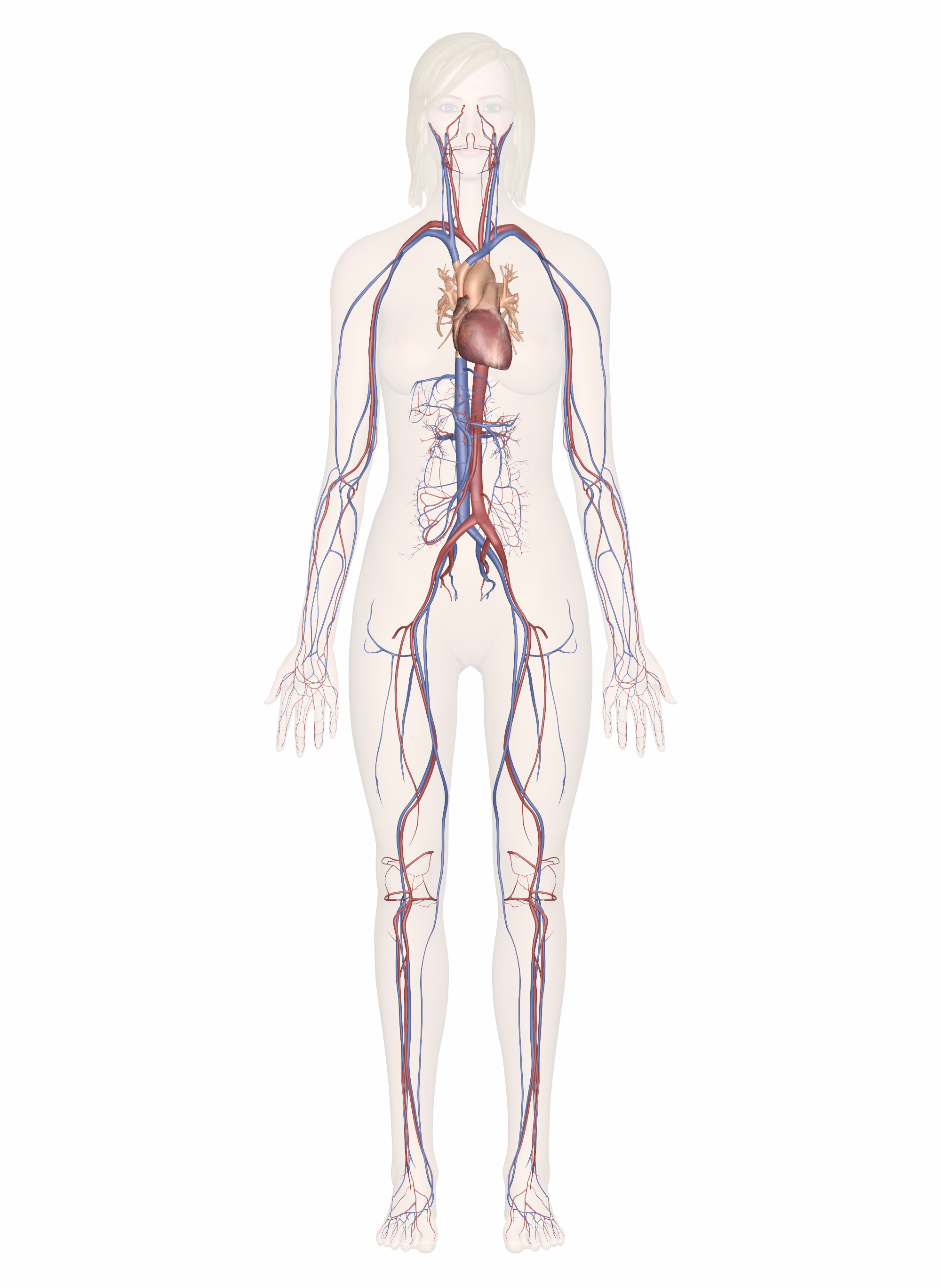 Cardiovascular System Drawing at Explore