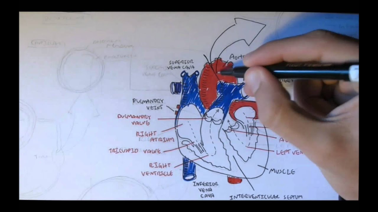 1280x720 Cardiovascular System Anatomy - Cardiovascular System Drawing