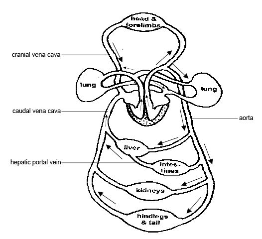 526x480 Circulatory - Cardiovascular System Drawing
